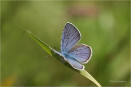 <p>MODRÁSEK LESNÍ (Cyaniris semiargus) Slovensko - Volovské vrchy ----- /Mazarine blue - Rotklee-Bläuling/</p>